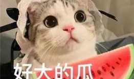 吃瓜网红喵小吉,吃瓜网红的趣味生活揭秘